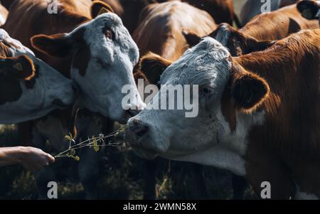 Les vaches qui paissent dans une campagne suédoise pendant l'été, entourées de fleurs Banque D'Images