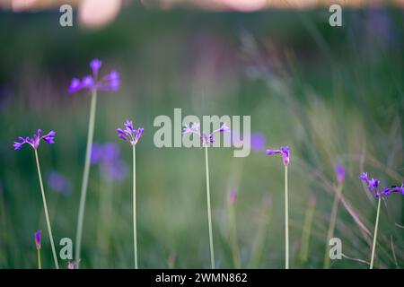 Un gros plan de petites fleurs violettes poussant dans le champ. Banque D'Images