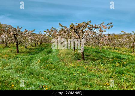 Verger de cerisiers à faible tige fleuri sur une prairie sauvage avec des pissenlits Banque D'Images