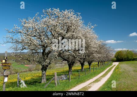 Chemin de champ avec une avenue de cerisiers en fleurs Banque D'Images