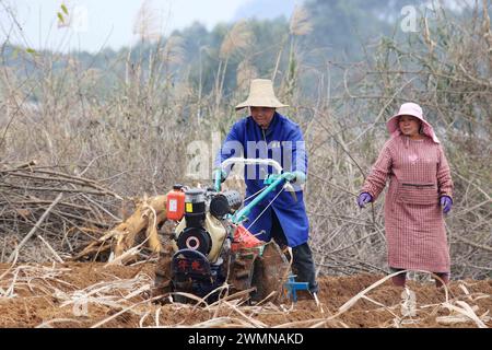 LIUZHOU, CHINE - 27 FÉVRIER 2024 - Un agriculteur conduit une machine agricole pour recouvrir une canne à sucre nouvellement plantée de film de paillis dans le village de Longshan, Daliang Banque D'Images