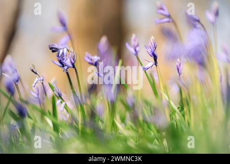 Gros plan une paire de Bluebell commun violet, jacinthoides non-scripta, se blotant dans une forêt sombre. Banque D'Images
