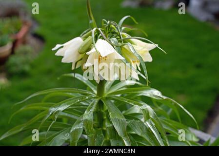 Fritillaria 'Raddeana' Crown Imperial Banque D'Images