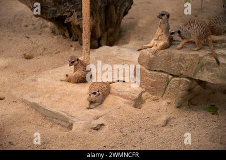 Oasis de suricates au coeur du zoo. Suricates enchanteresses. Zoo merveilles : enchanteresses suricates en captivité. Suricates ludiques prospèrent dans le zoo Banque D'Images