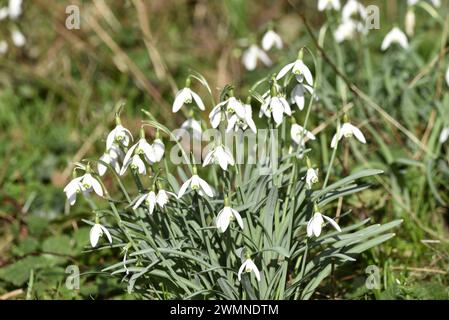 Sunlight Snowdrops (Galanthus nivalis) entièrement ouvert sur le plancher forestier lors d'un jour d'hiver ensoleillé dans le Staffordshire, Royaume-Uni en hiver Banque D'Images