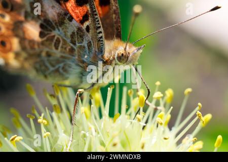 Macro photo détaillée avec étamines d'oignon et Un papillon Nymphalis Xanthomelas Drinks Nectar. Banque D'Images