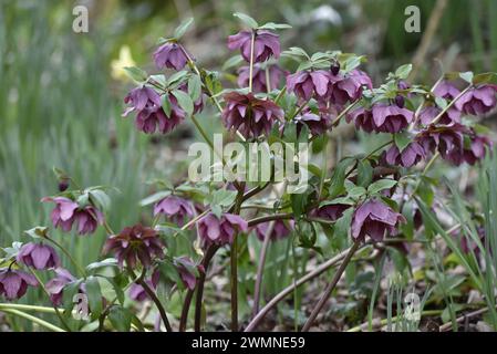 Gros plan d'une grappe d'hellebore pourpre (Helleborus purpurascens) sur fond vert pâle, prise lors d'une journée d'hiver ensoleillée au Royaume-Uni Banque D'Images