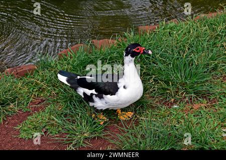 Canard musqué (Cairina moschata) sur l'herbe Banque D'Images