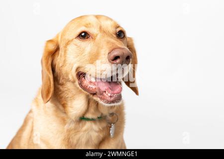 Gros plan portrait de studio horisontal d'un labrador retriever souriant sur un fond blanc. Concept d'élevage de chiens pour animaux domestiques Banque D'Images