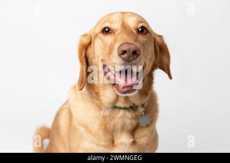 Gros plan portrait de studio horisontal d'un labrador retriever souriant sur un fond blanc. Concept d'élevage de chiens pour animaux domestiques Banque D'Images