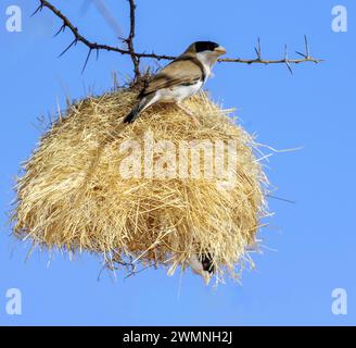 Tisserand social à tête noire (Pseudonigrita cabanisi) nichant dans la réserve nationale de Samburu, Kenya. Banque D'Images