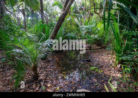 Randonnée dans le parc national de Jozani Chwaka Bay, Zanzibar Banque D'Images