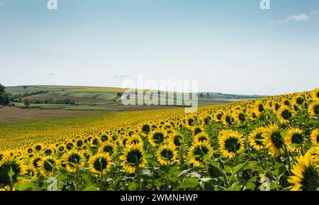 Champ de tournesol dans la campagne par une journée ensoleillée. Colline couverte de tournesols, ciel nuageux en arrière-plan. Banque D'Images