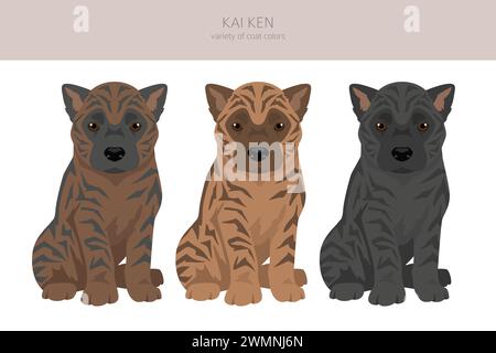 Kai Ken Puppy clipart. Différentes poses, couleurs de manteau définies. Illustration vectorielle Illustration de Vecteur