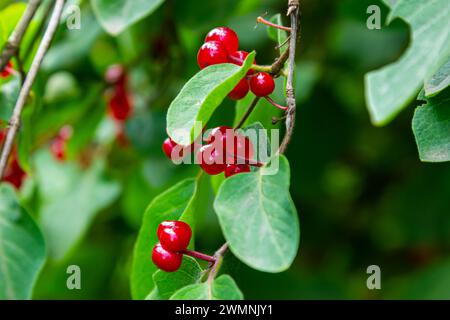 Agence de Noël avec baies rouges Lonicera xylosteum. Banque D'Images