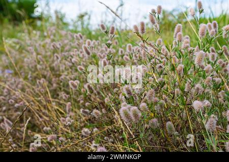 Trifolium arvense gros plan. Trèfle moelleux dans une prairie. Flore estivale poussant sur le terrain. Plantes lumineuses colorées. Mise au point sélective sur les détails, flou Banque D'Images