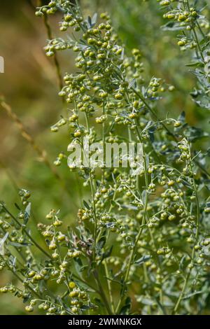 Feuilles gris vert d'wormwood avec de belles fleurs jaunes. Artemisia absinthium absinthium, plante à fleurs d'absinthe d'absinthe, gros plan macro. Banque D'Images