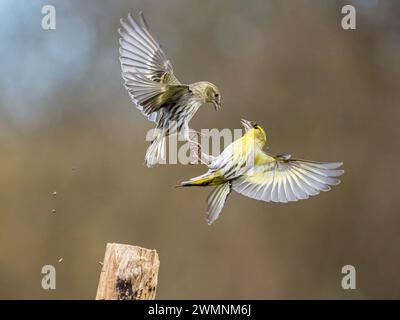 Aberystwyth, Ceredigion, pays de Galles, Royaume-Uni. 27 février 2024. Les oiseaux de jardin sont actifs alors qu'ils se préparent pour le printemps et la route pour la cour et la nidification. Autour des mangeoires de jardin, ils deviennent moins tolérants les uns des autres. Crédit : Phil Jones/Alamy Live News Banque D'Images