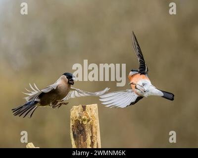 Aberystwyth, Ceredigion, pays de Galles, Royaume-Uni. 27 février 2024. Les oiseaux de jardin sont actifs alors qu'ils se préparent pour le printemps et la route pour la cour et la nidification. Autour des mangeoires de jardin, ils deviennent moins tolérants les uns des autres. Crédit : Phil Jones/Alamy Live News Banque D'Images