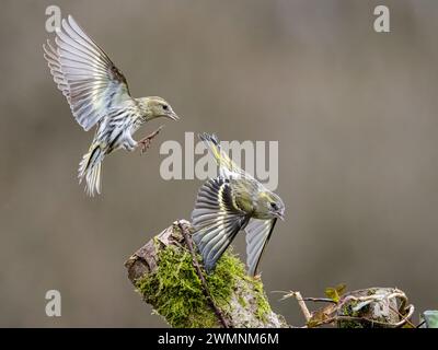 Aberystwyth, Ceredigion, pays de Galles, Royaume-Uni. 27 février 2024. Les oiseaux de jardin sont actifs alors qu'ils se préparent pour le printemps et la route pour la cour et la nidification. Autour des mangeoires de jardin, ils deviennent moins tolérants les uns des autres. Crédit : Phil Jones/Alamy Live News Banque D'Images