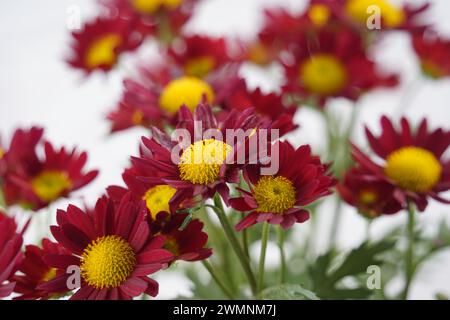 Chrysanthèmes rouge et jaune-orange. De beaux chrysanthèmes lumineux fleurissent en automne dans le jardin Banque D'Images