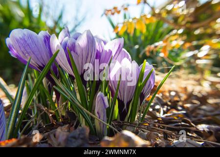 Fleurs de crocus rayées dans le jardin, jour de printemps Banque D'Images