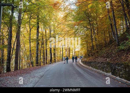 Ruelle à travers la forêt d'automne jusqu'au château de Neuschwanstein. Les gens marchant le long de la passerelle dans le parc Banque D'Images