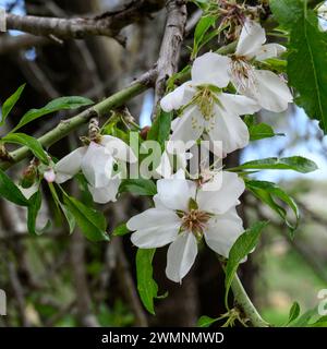 Fleurs d'amandiers photographiées en gros plan dans les collines de Jérusalem en février Banque D'Images