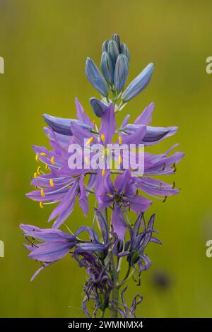 Camassia quamash camas (commune), William Finley National Wildlife Refuge, Oregon Banque D'Images