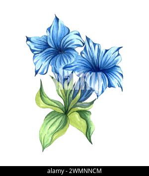 Fleurs de montagne alpine - fleur de gentiane. Aquarelle illustration dessinée à la main. Banque D'Images