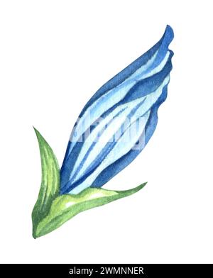 Fleurs de montagne alpine - fleur de gentiane. Aquarelle illustration dessinée à la main Banque D'Images