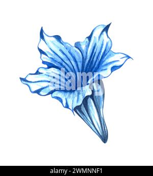 Fleurs de montagne alpine - fleur de gentiane. Aquarelle illustration dessinée à la main Banque D'Images