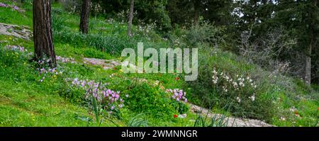 Prairie printanière fleurie, dans une forêt de pins avec un feuillage vert luxuriant et un assortiment de fleurs sauvages photographiées dans les collines de Jérusalem Banque D'Images