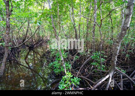 Mangroves au parc national de Jozani Chwaka Bay, Zanzibar Banque D'Images