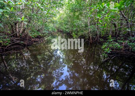 Mangroves au parc national de Jozani Chwaka Bay, Zanzibar Banque D'Images