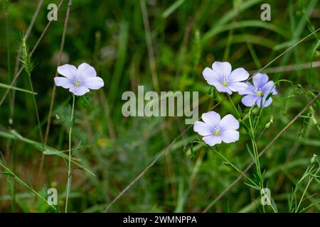 Linum bienne les noms communs incluent Biennial Flax, pale Flax, Narrow Fax Banque D'Images