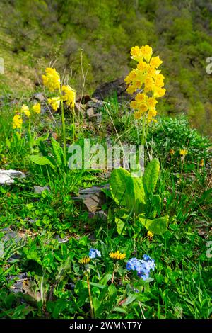 Primula veris, la carabine, la carabine commune ou la primevère de la carabine (syn. Primula officinalis Hill), est une plante herbacée à fleurs vivaces dans le prim Banque D'Images