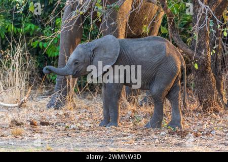 Éléphant d'Afrique (Loxodonta Africana) dans les bois du parc national de South Luangwa en Zambie, Afrique australe Banque D'Images