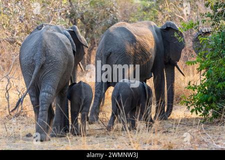 Groupe familial de femelles éléphantes d'Afrique (Loxodonta Africana) avec de jeunes veaux au coucher du soleil dans le parc national de South Luangwa en Zambie, Afrique australe Banque D'Images