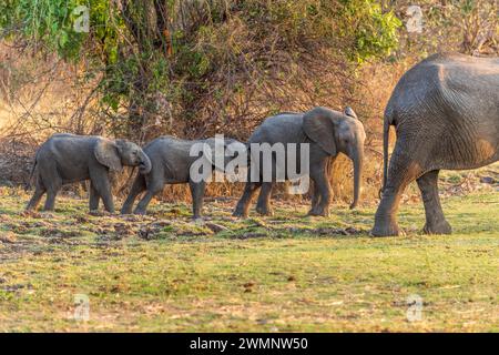 Éléphant africain femelle (Loxodonta Africana) dirigeant trois jeunes éléphants au coucher du soleil dans le parc national de South Luangwa en Zambie, Afrique australe Banque D'Images