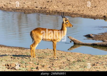 Puku mâle (Kobus vardonii) près d'un cours d'eau dans le parc national de South Luangwa en Zambie, Afrique australe Banque D'Images