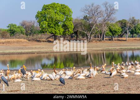 De grands pélicans blancs et des cigognes à bec jaune, avec quelques cigognes Marabou se tiennent à côté de la rivière dans le parc national de South Luangwa en Zambie, Afrique australe Banque D'Images