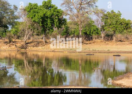 Paysage typique de savane boisée (avec des hippopotames) dans la vallée de la rivière Luangwa dans le parc national de South Luangwa en Zambie, Afrique australe Banque D'Images