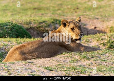 Un lion femelle (Panthera leo) se reposant dans la brousse alors que le soleil se couche dans le parc national de South Luangwa en Zambie, Afrique australe Banque D'Images