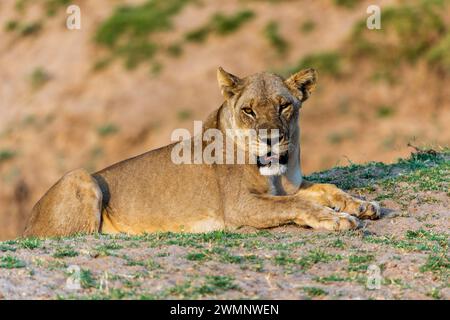 Un lion femelle (Panthera leo) se reposant dans la brousse alors que le soleil se couche dans le parc national de South Luangwa en Zambie, Afrique australe Banque D'Images