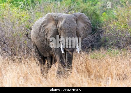 Un éléphant taureau d'Afrique mature (Loxodonta Africana) marchant dans les prairies du parc national de South Luangwa en Zambie, Afrique australe Banque D'Images