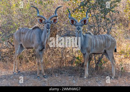 Deux grands kudus (Tragelaphus strepsiceros) se tenant dans la brousse dans le parc national de South Luangwa en Zambie, Afrique australe Banque D'Images