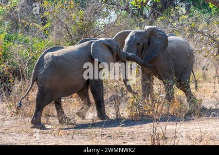 Deux adolescents éléphants taureaux d’Afrique (Loxodonta Africana) jouent au combat dans le parc national de South Luangwa en Zambie, en Afrique australe Banque D'Images