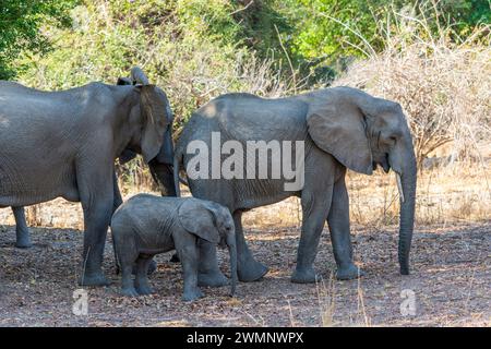 Deux éléphants africains femelles (Loxodonta Africana) marchant avec un jeune veau dans le parc national de South Luangwa en Zambie, Afrique australe Banque D'Images