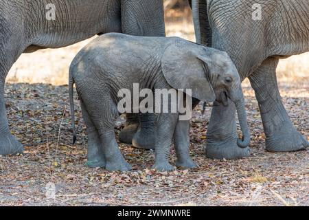 Éléphant d'Afrique (Loxodonta Africana) dans les bois du parc national de South Luangwa en Zambie, Afrique australe Banque D'Images